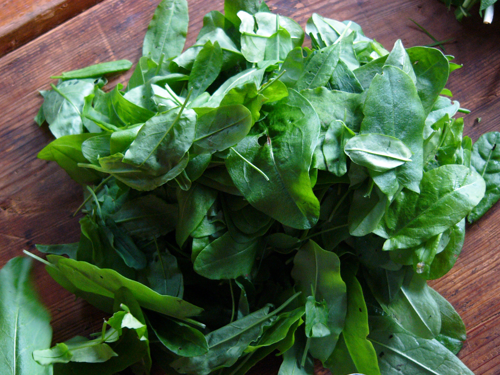 Kräuterwissen - Sauerampfer