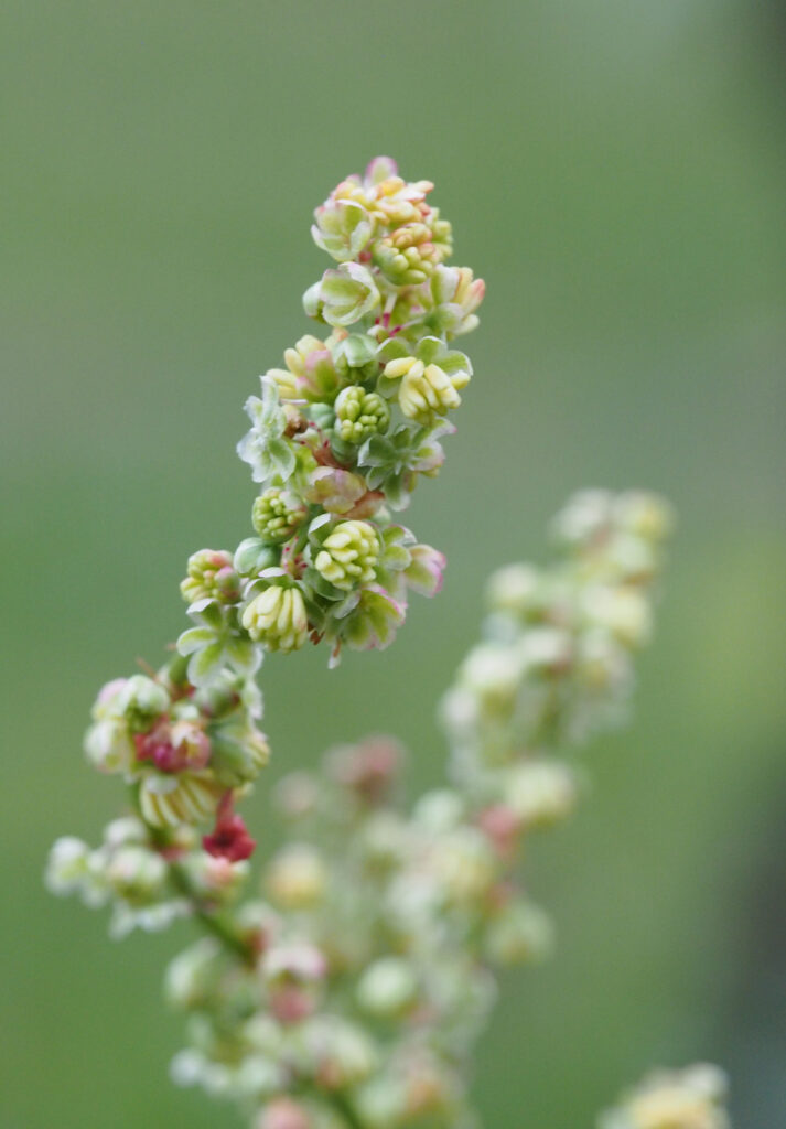 Kräuterwissen - Sauerampfer
