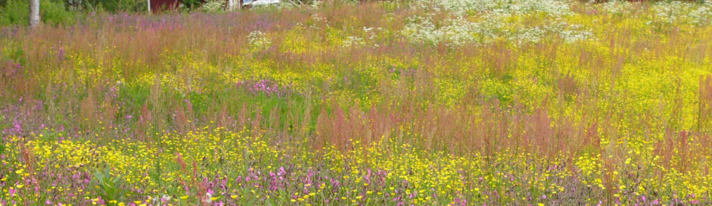 Kräuterwissen - Sauerampfer