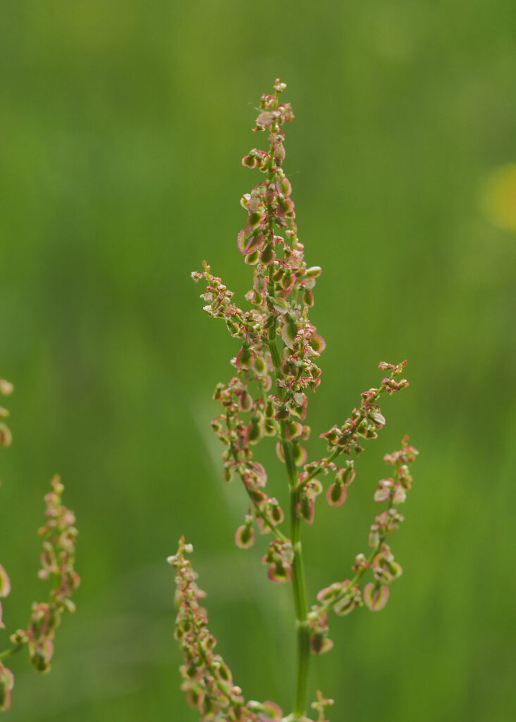 Kräuterwissen - Sauerampfer