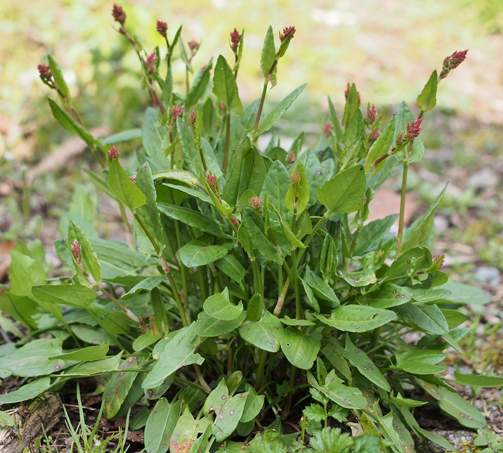 Kräuterwissen - Sauerampfer