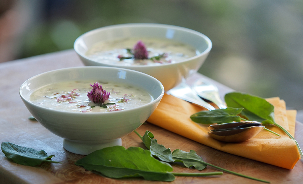 Kräuterwissen - Sauerampfer