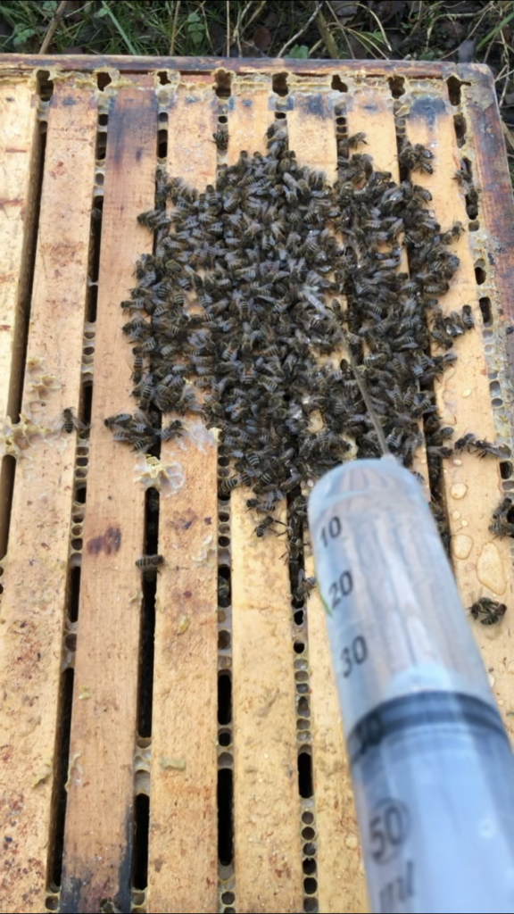 Cum Natura - Varroamilbe