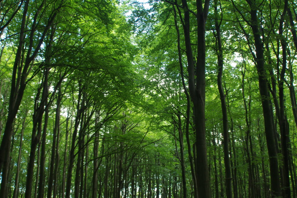 Baum des Jahres 2022 - die Rotbuche