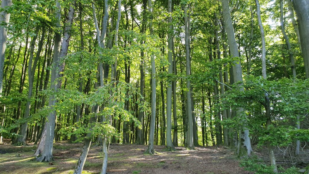 Baum des Jahres 2022 - die Rotbuche