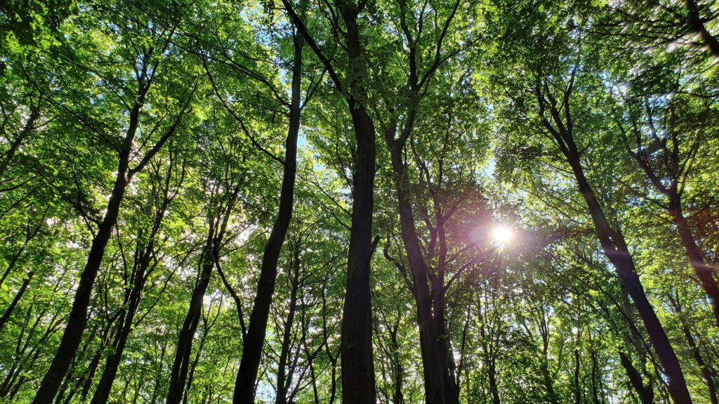 Baum des Jahres 2022 - die Rotbuche