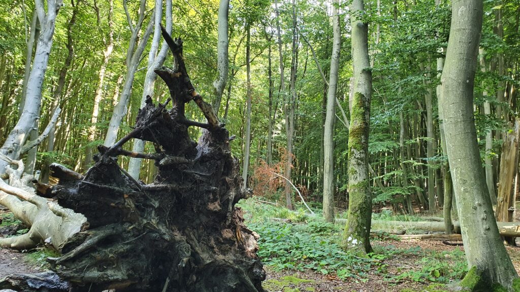 Baum des Jahres 2022 - die Rotbuche