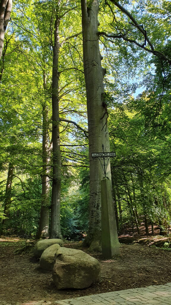 Baum des Jahres 2022 - die Rotbuche