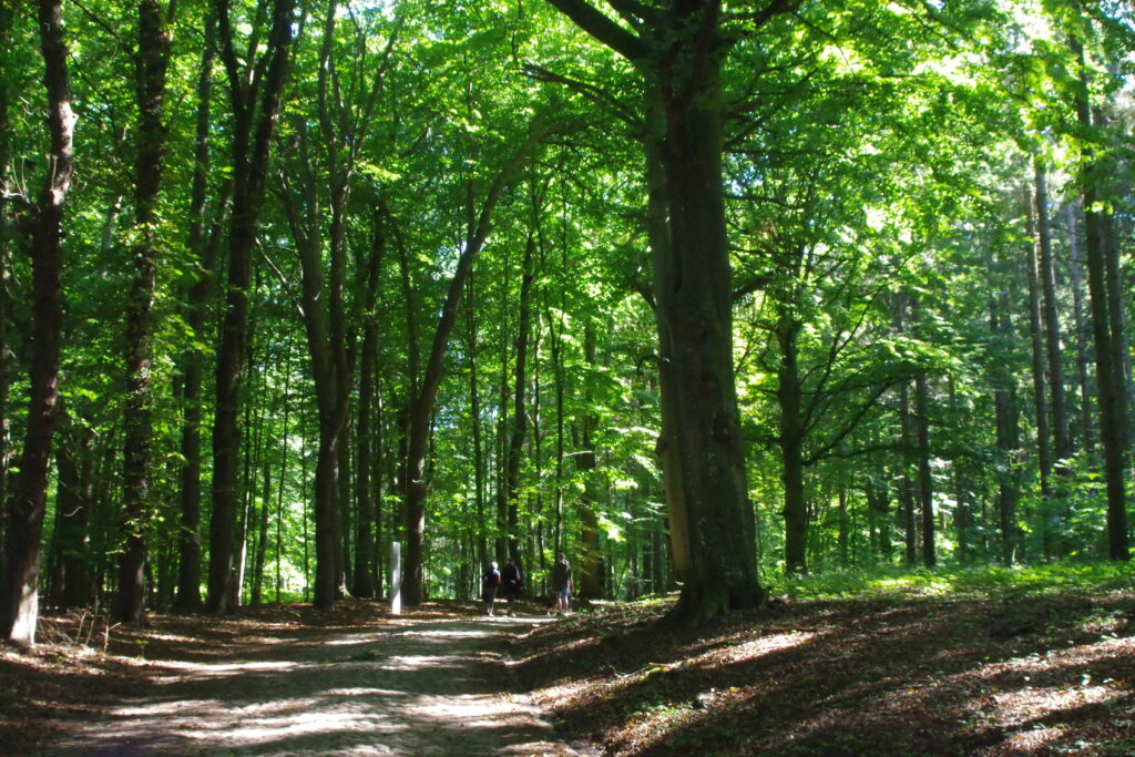 Baum des Jahres 2022 - die Rotbuche
