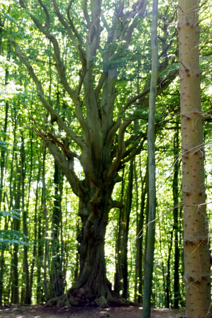 Baum des Jahres 2022 - die Rotbuche