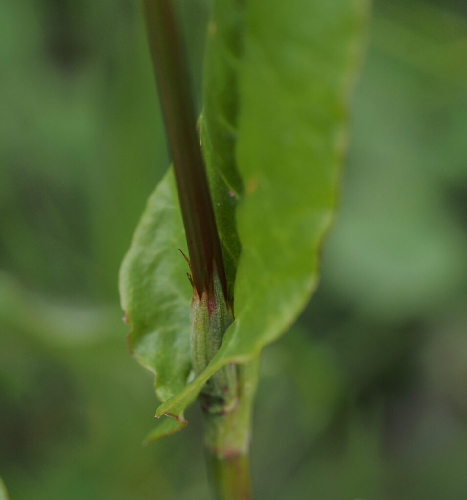 Kräuterwissen - Sauerampfer