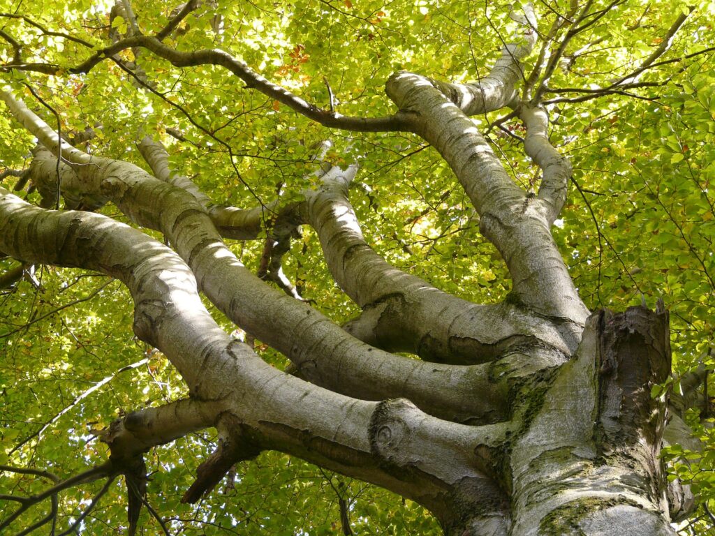 Baum des Jahres 2022 - die Rotbuche