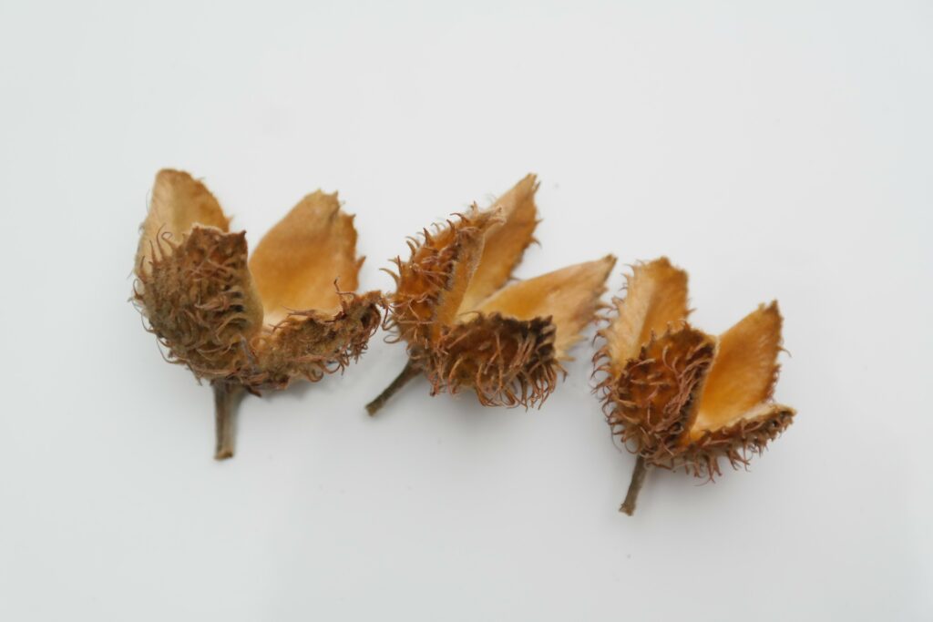 Baum des Jahres 2022 - die Rotbuche