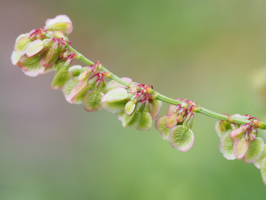 Kräuterwissen - Sauerampfer
