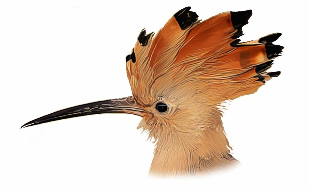 Wiedehopf - Vogel des Jahre 2020