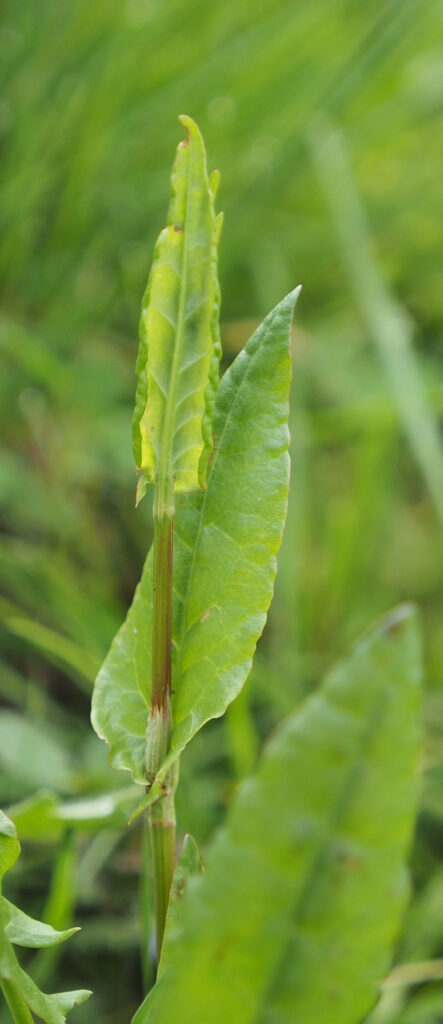 Kräuterwissen - Sauerampfer