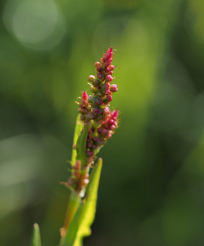 Kräuterwissen - Sauerampfer