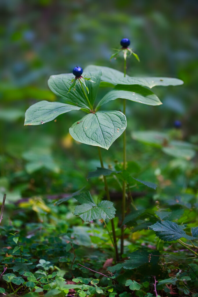 Blume des Jahres 2022 - Einbeere