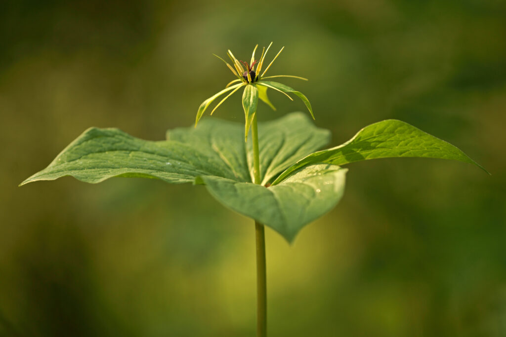 Blume des Jahres 2022 - Einbeere