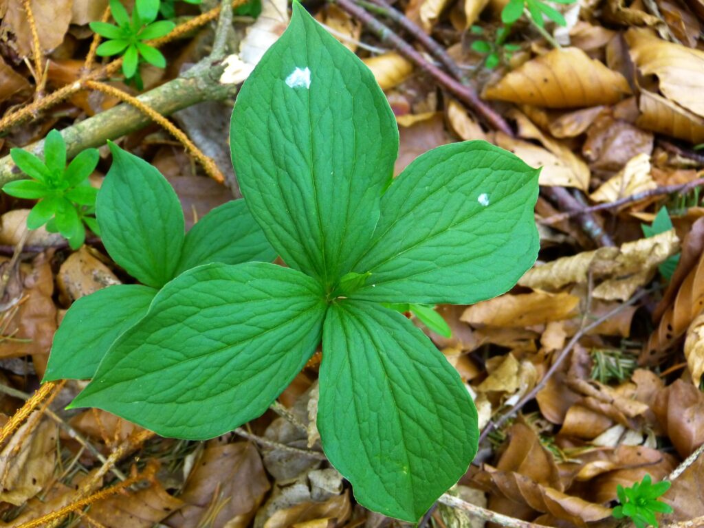 Blume des Jahres 2022 - Einbeere