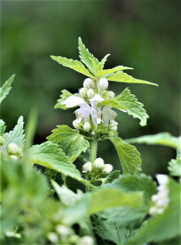 Kräuterkunde Monika Wurft - Weiße Taubnessel