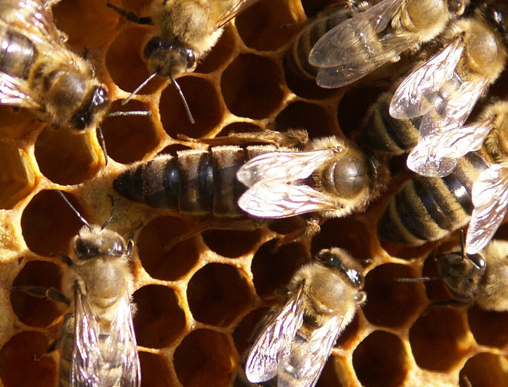 Cum Natura - Gelée Royale