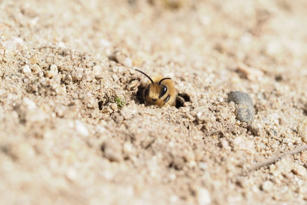 Blüher Naturpark Sandarien - Sandbienen