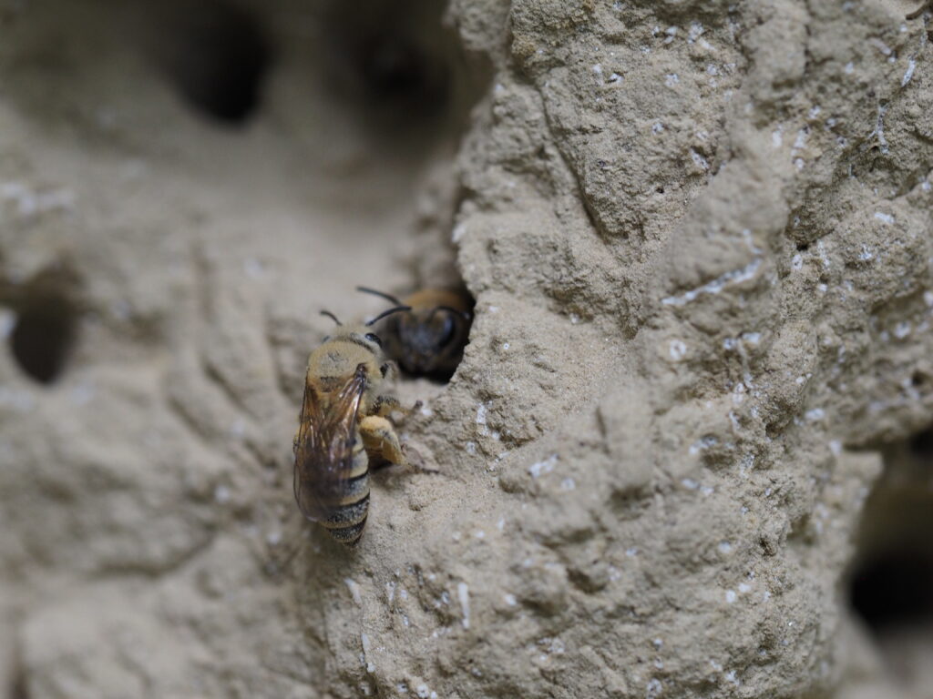 Blüher Naturpark Sandarien - Sandbienen