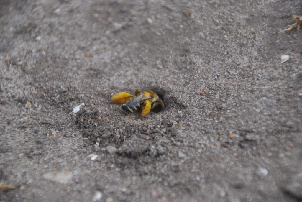 Blüher Naturpark Sandarien - Sandbienen