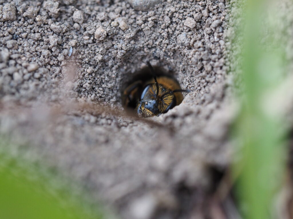 Blüher Naturpark Sandarien - Sandbienen