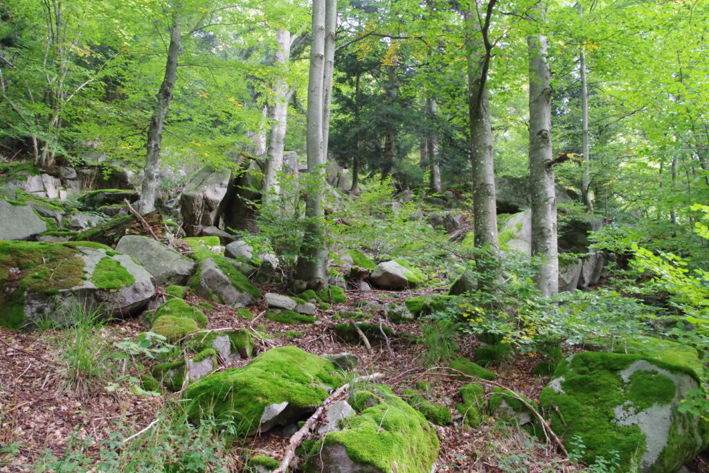 Trekking Schwarwald - Wochenende mit Christoph Maretzek