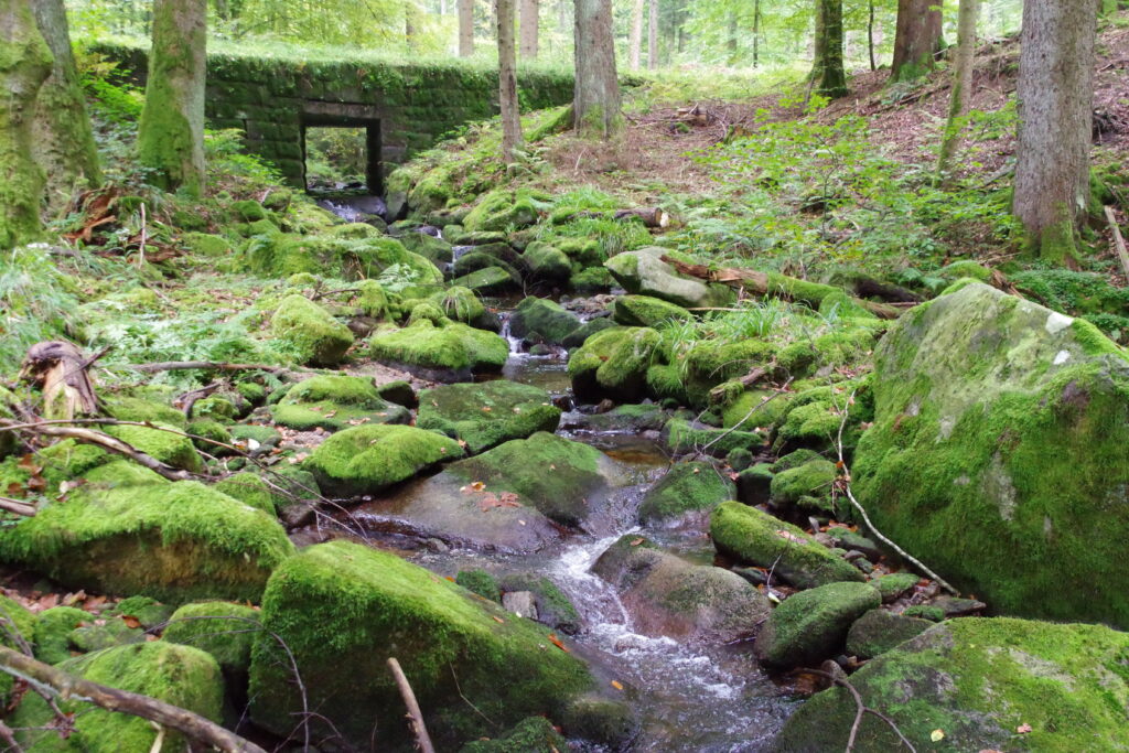 Trekking Schwarwald - Wochenende mit Christoph Maretzek