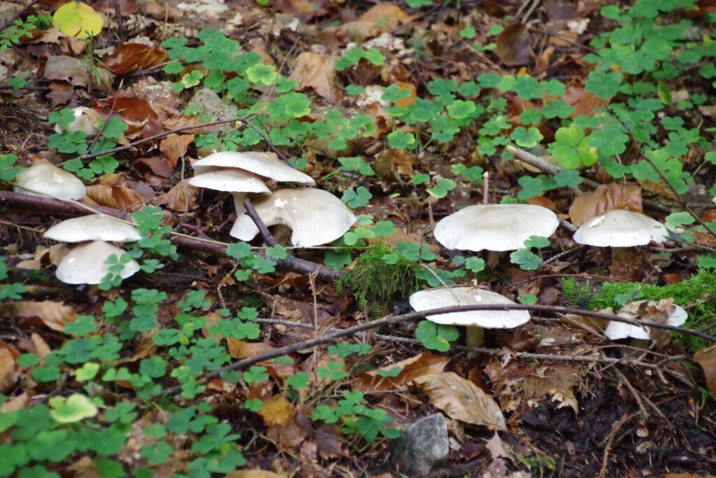 Trekking Schwarwald - Wochenende mit Christoph Maretzek