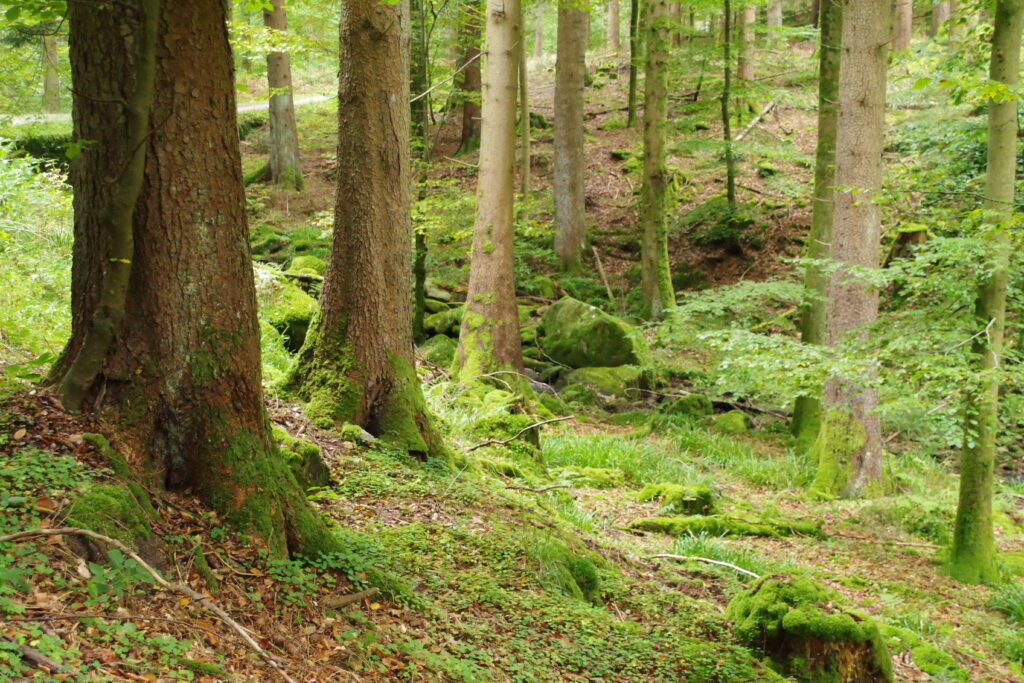 Trekking Schwarwald - Wochenende mit Christoph Maretzek