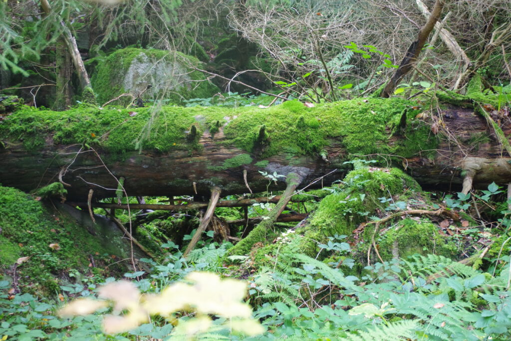 Trekking Schwarwald - Wochenende mit Christoph Maretzek