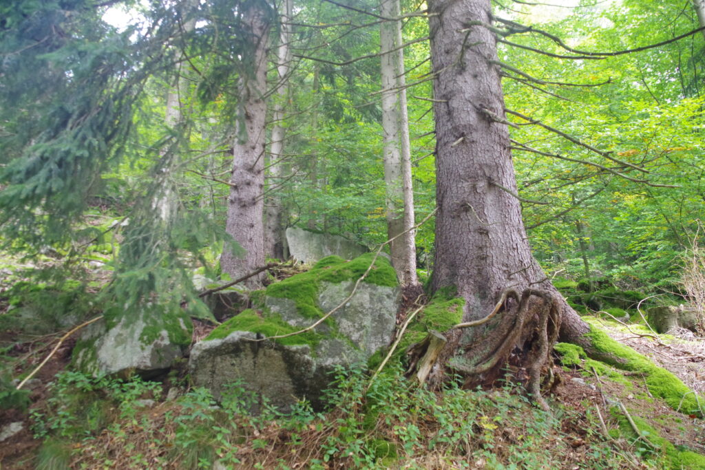 Trekking Schwarwald - Wochenende mit Christoph Maretzek