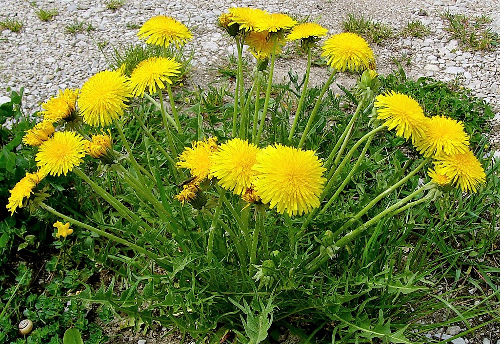 Kräuterwissen Löwenzahn