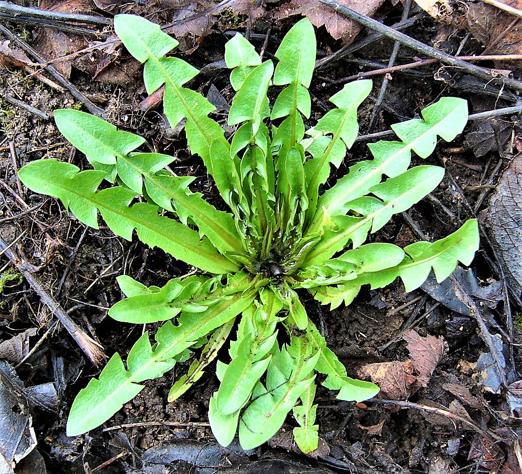 Kräuterwissen Löwenzahn