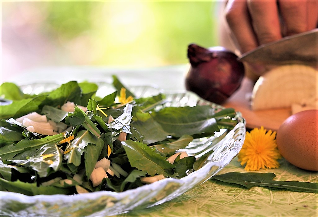 Kräuterwissen Löwenzahn