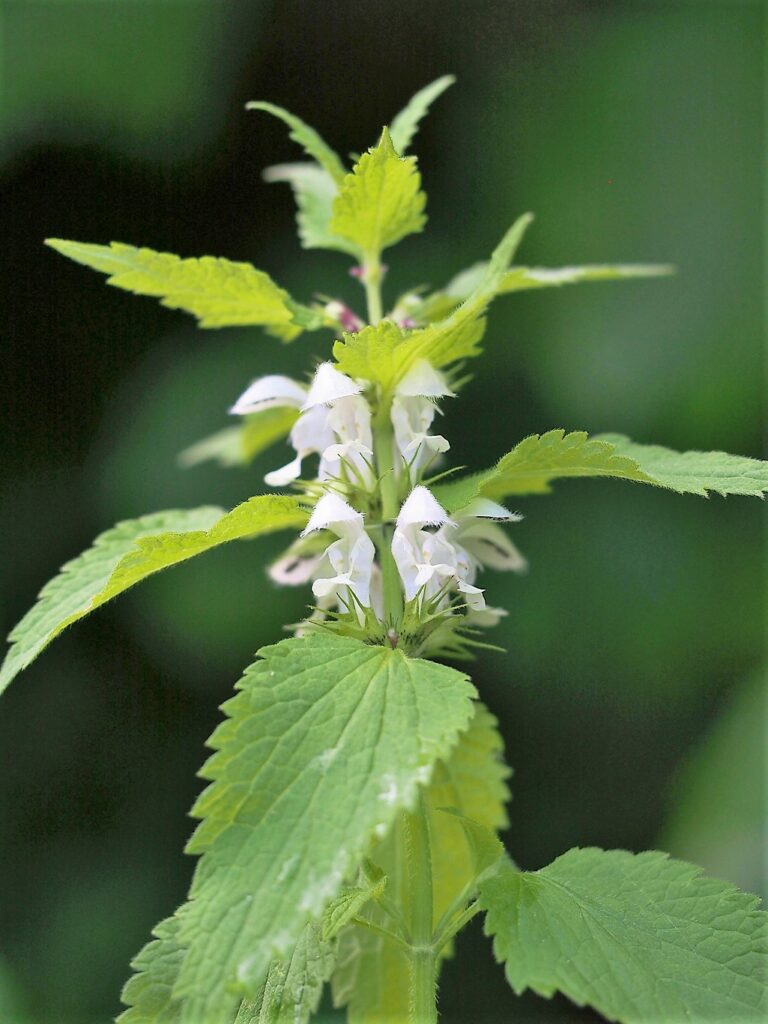 Kräuterkunde Monika Wurft - Weiße Taubnessel