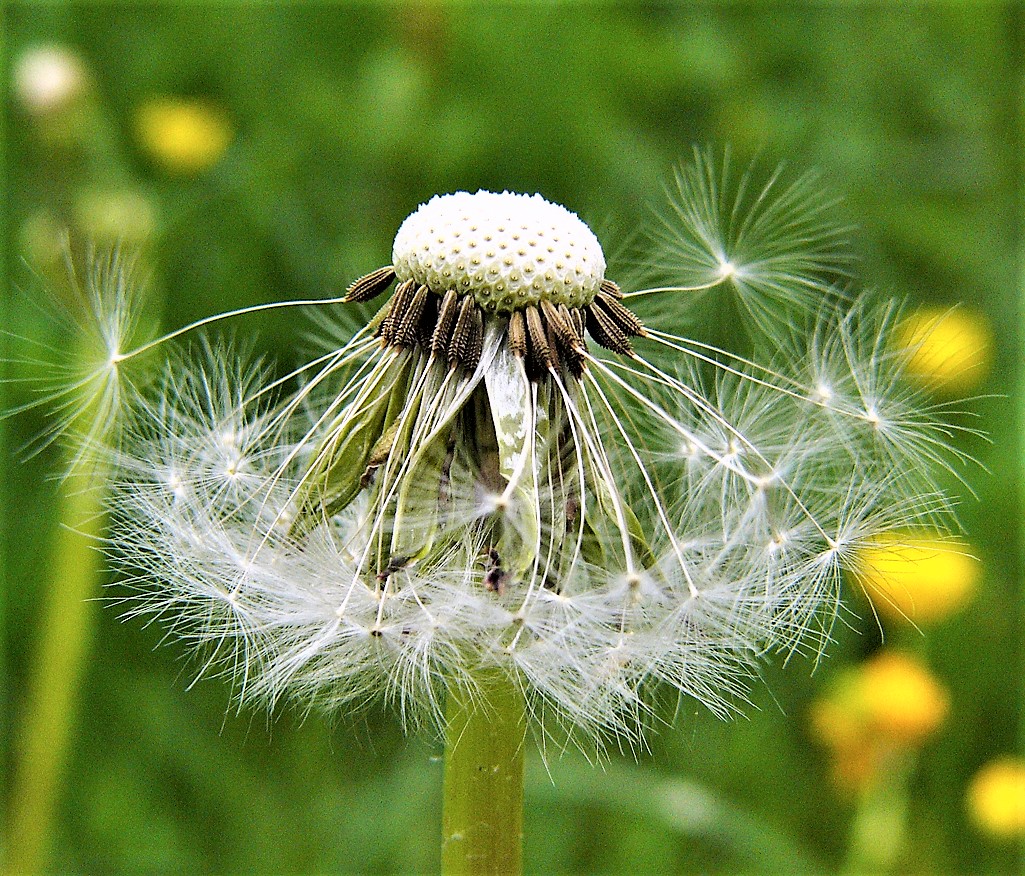 Kräuterwissen Löwenzahn