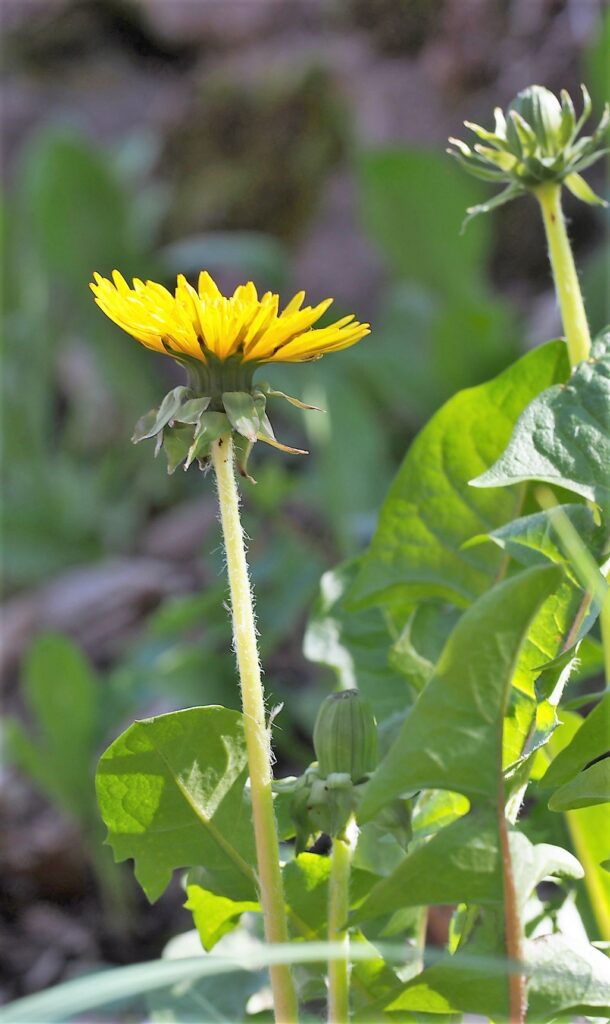 Kräuterwissen Löwenzahn