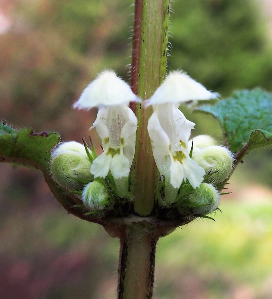 Kräuterkunde Monika Wurft - Weiße Taubnessel