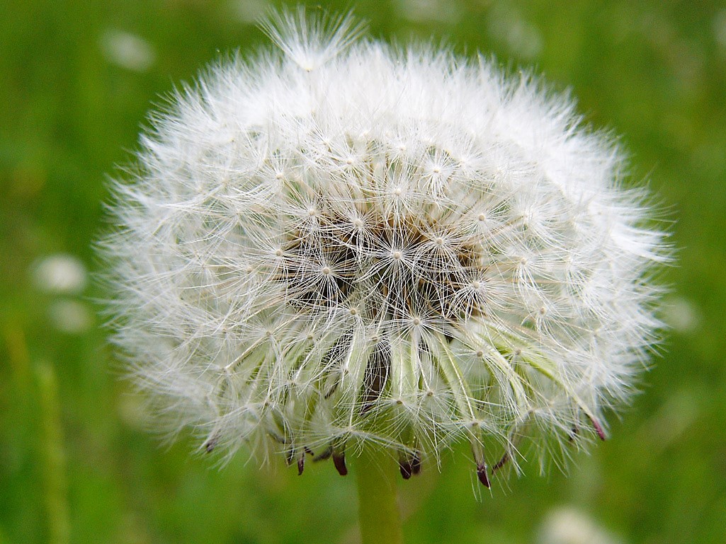 Kräuterwissen Löwenzahn