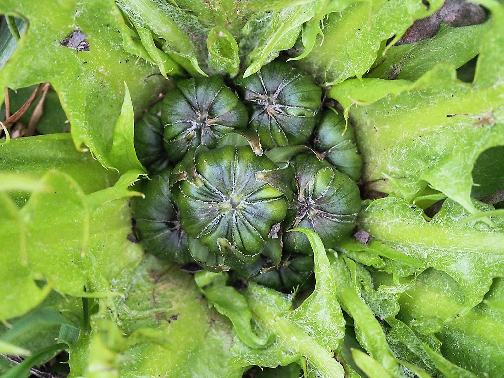 Kräuterwissen Löwenzahn