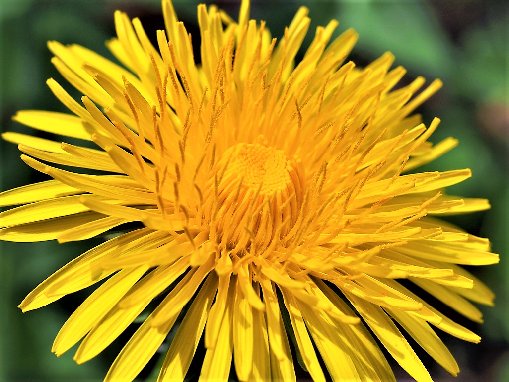 Kräuterwissen Löwenzahn