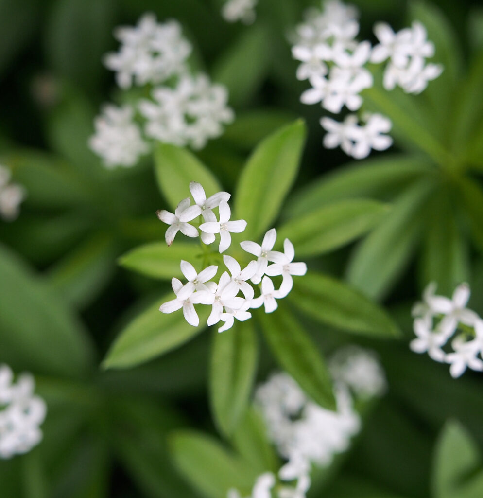 Kräuterkunde mit Monika Wurft - Waldmeister
