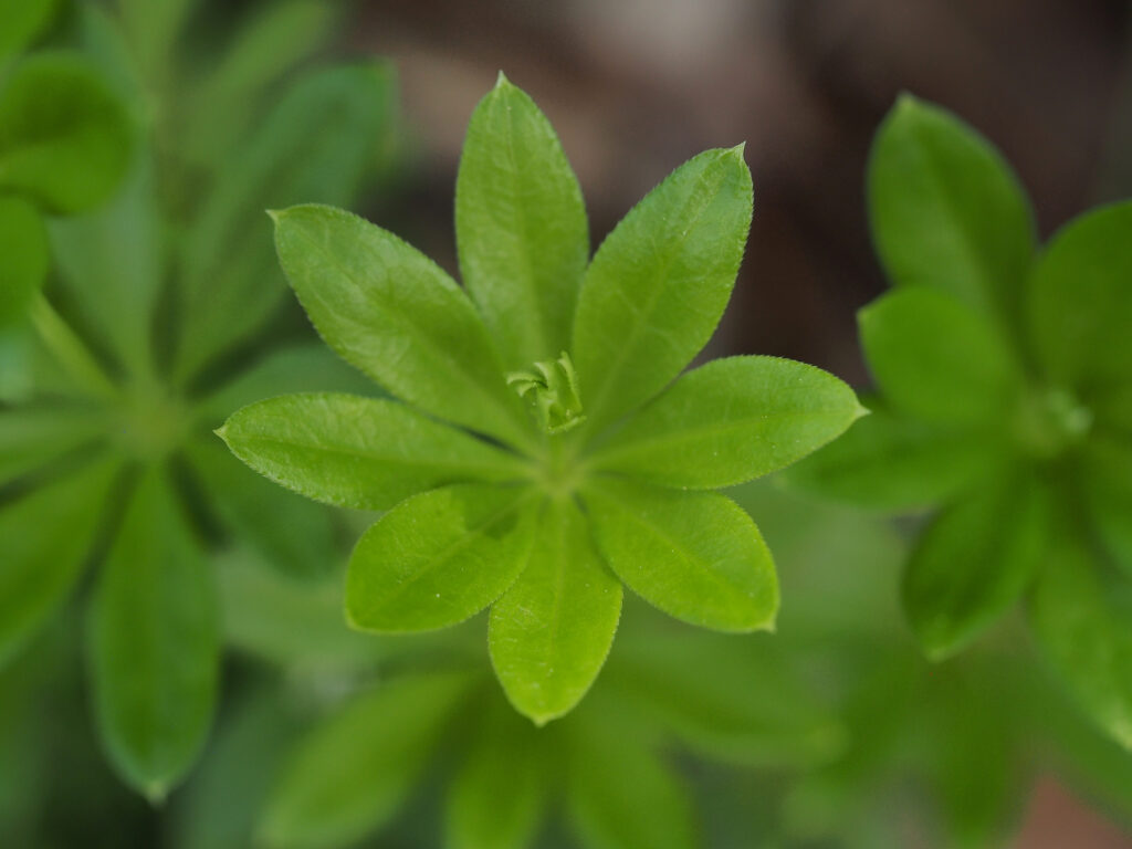 Kräuterkunde mit Monika Wurft - Waldmeister