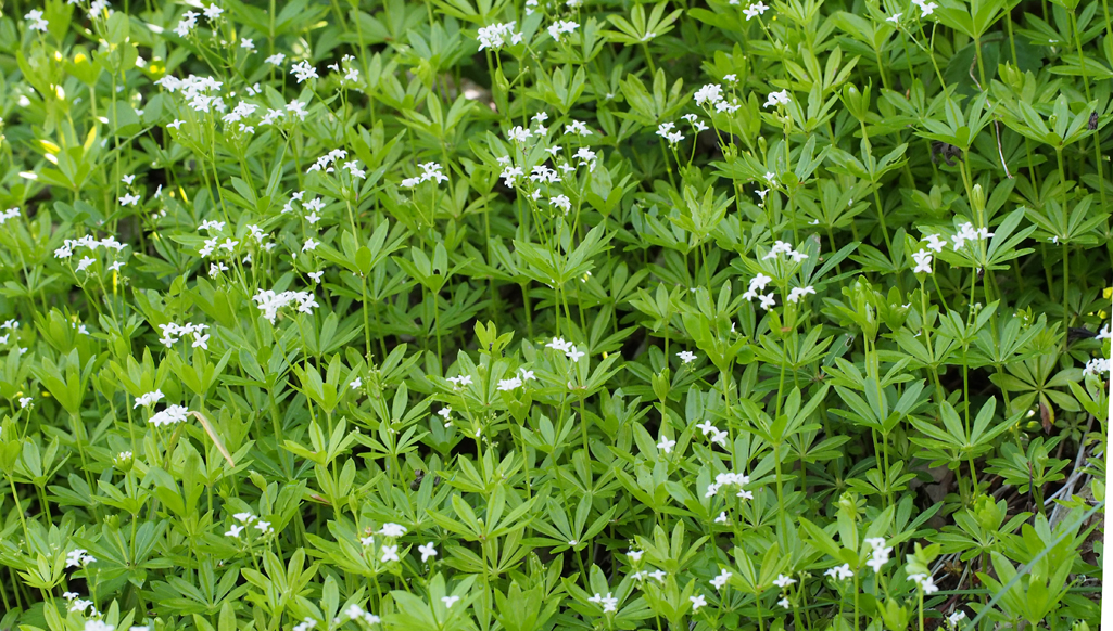 Kräuterkunde mit Monika Wurft - Waldmeister
