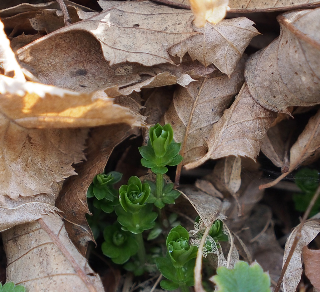 Kräuterkunde mit Monika Wurft - Waldmeister
